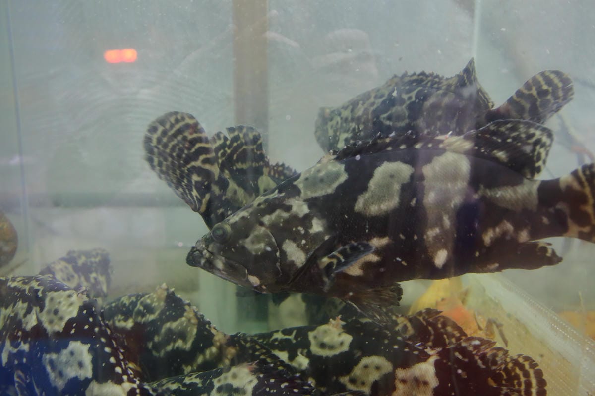 【食。內湖】蒸霸王 蒸氣海鮮塔～內湖/活海鮮料理新開幕！有青才敢大聲！用「蒸」的才吃得到海鮮原味！