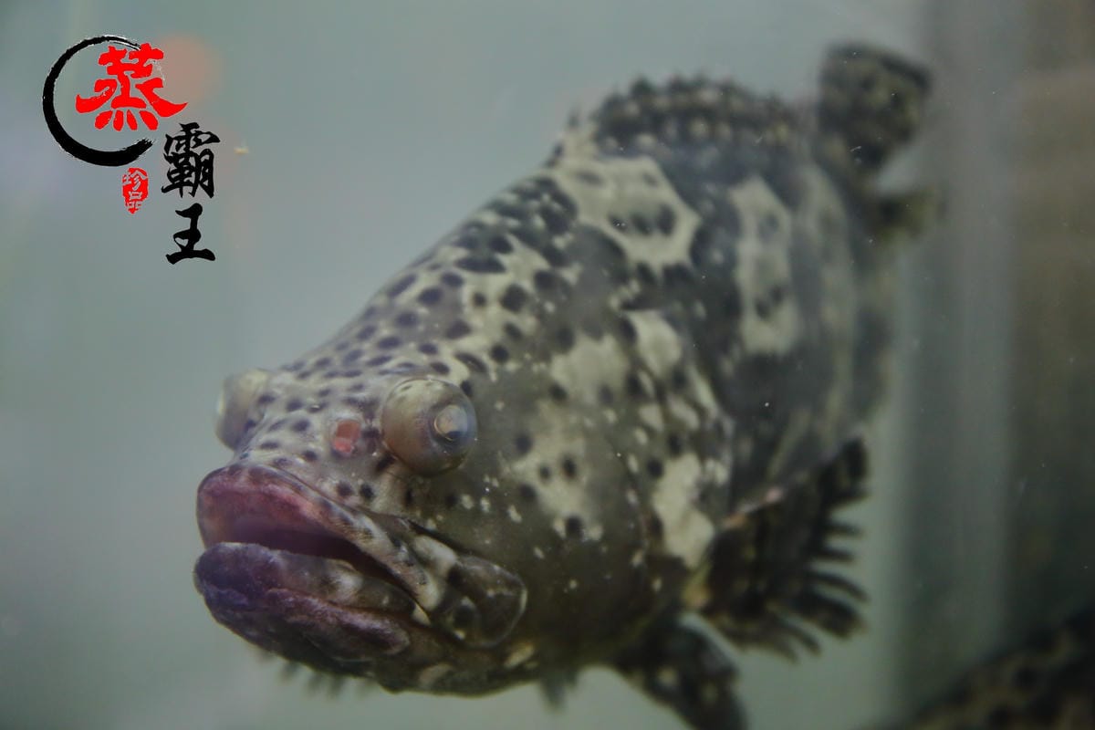 【食。內湖】蒸霸王 蒸氣海鮮塔～內湖/活海鮮料理新開幕！有青才敢大聲！用「蒸」的才吃得到海鮮原味！