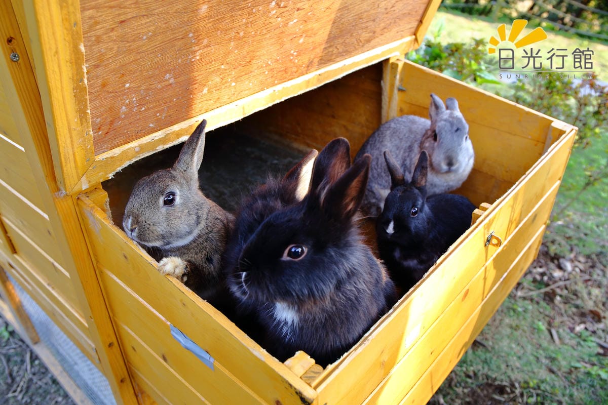 【食宿。淡水】日光行館～淡水景觀餐廳/下午茶、排餐/親子餐廳。讓人置身世外桃源的山林美景！(已歇業)