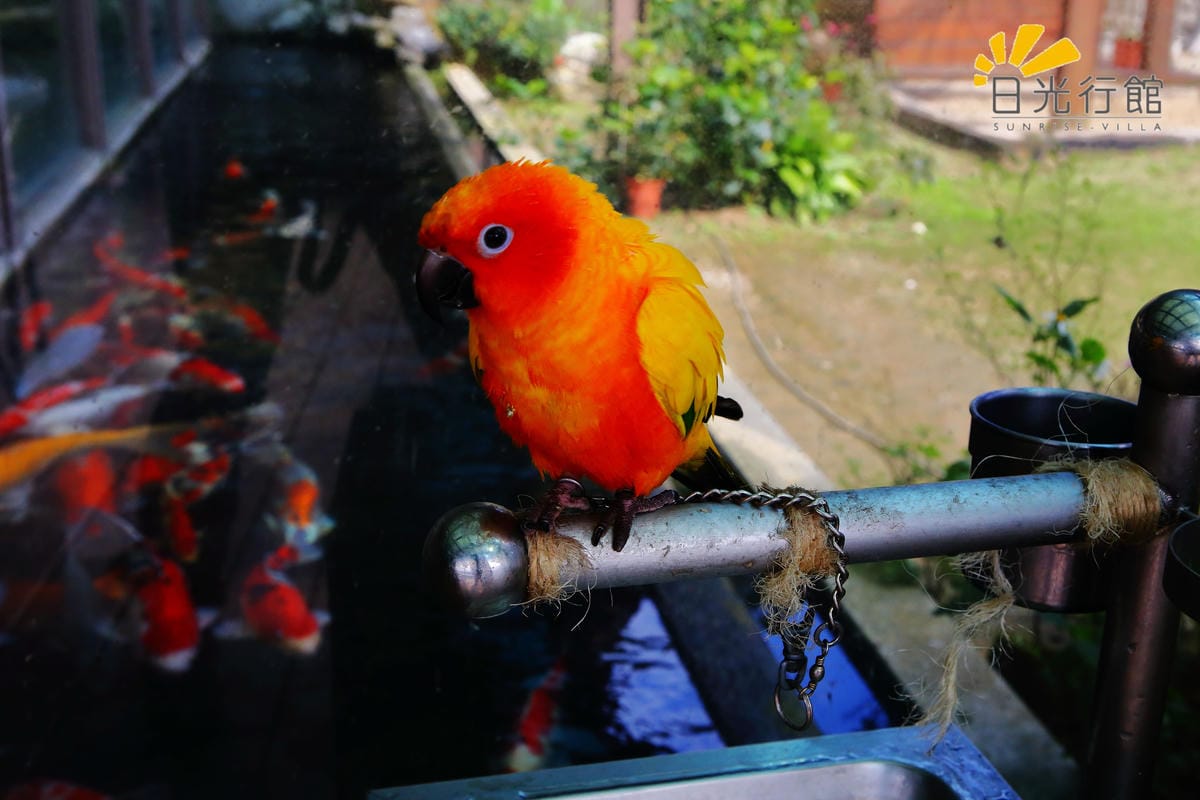 【食宿。淡水】日光行館～淡水景觀餐廳/下午茶、排餐/親子餐廳。讓人置身世外桃源的山林美景！(已歇業)