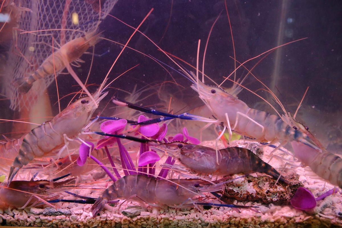 【食。中和】燒惑100生猛活海鮮～中和熱炒。聚餐首選人氣百元熱炒、海鮮、創意菜、團體聚餐，平民價位五星級料理，就是狂！(已歇業)