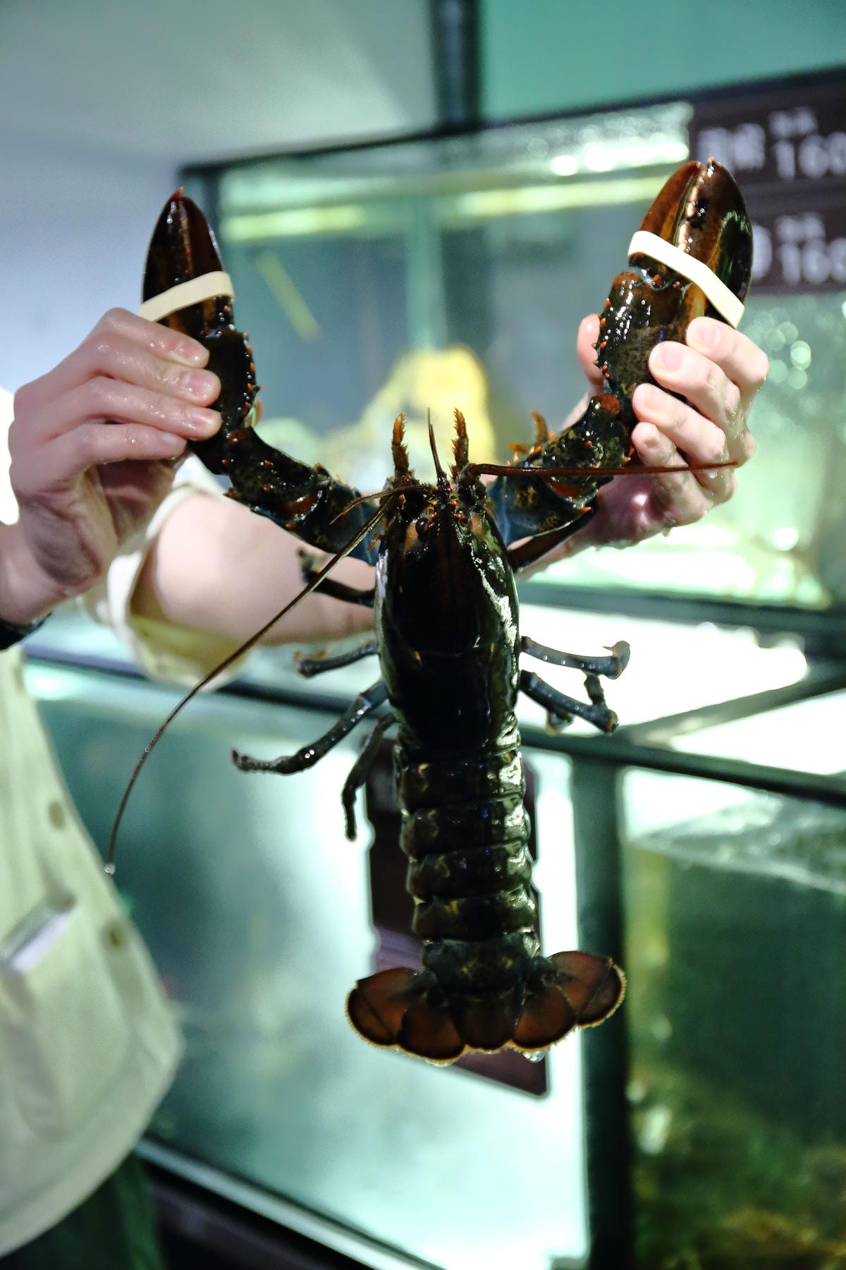 【食。台北】蒸龍宴-蒸汽養身海鮮館～松山蒸氣海鮮。海鮮還是蒸的好，原形、原汁、原味才美味！