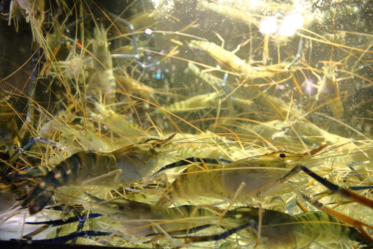 【食。台北】蒸龍宴-蒸汽養身海鮮館～松山蒸氣海鮮。海鮮還是蒸的好，原形、原汁、原味才美味！