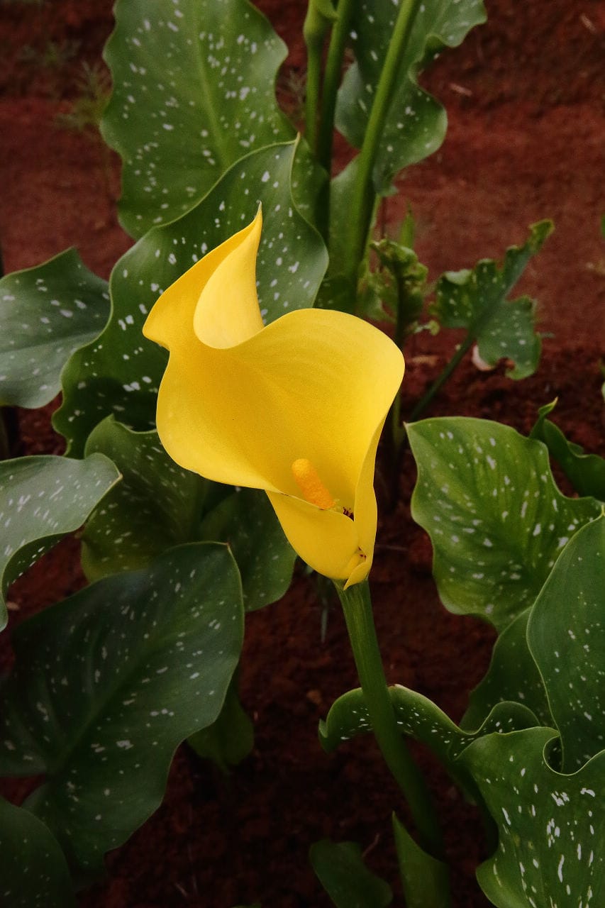 【遊。大園】桃園彩色海芋季、大園花彩節～不只有陽明山白色海芋，月底桃園『彩芋』即將開跑！走！到大園賞海芋去！