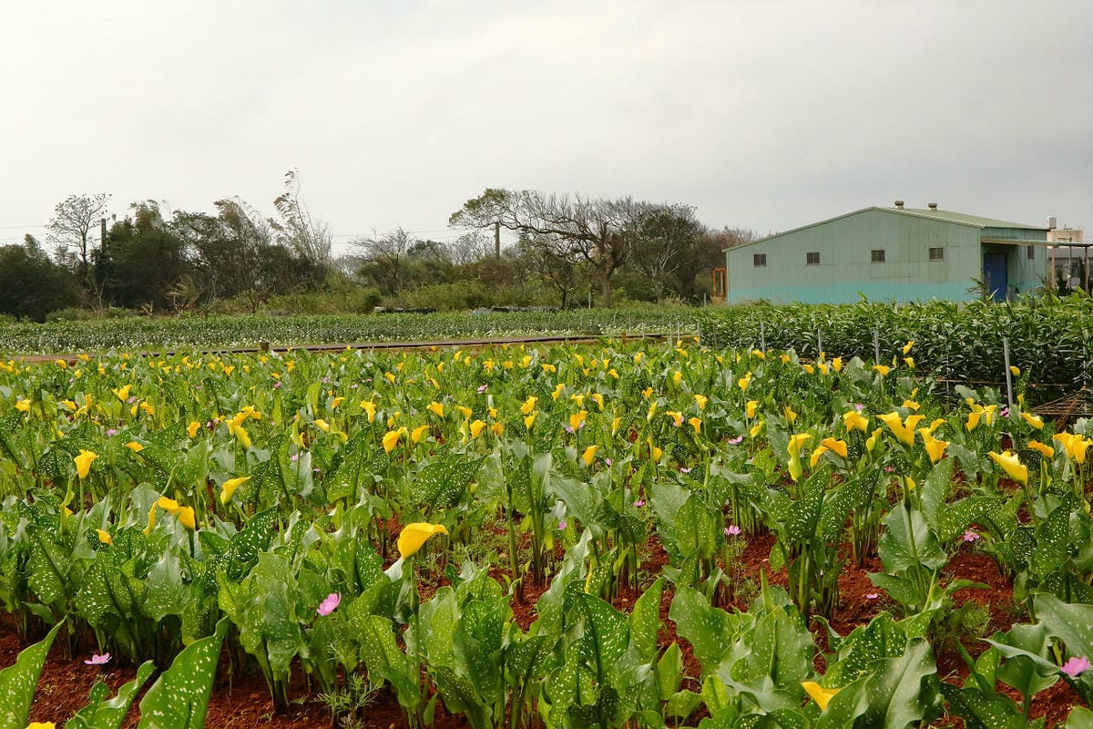 【遊。大園】桃園彩色海芋季、大園花彩節～不只有陽明山白色海芋，月底桃園『彩芋』即將開跑！走！到大園賞海芋去！