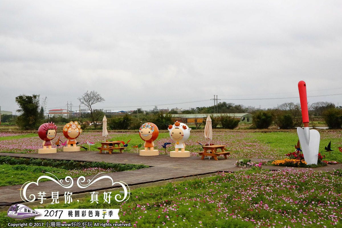【遊。大園】桃園彩色海芋季、大園花彩節～不只有陽明山白色海芋，月底桃園『彩芋』即將開跑！走！到大園賞海芋去！