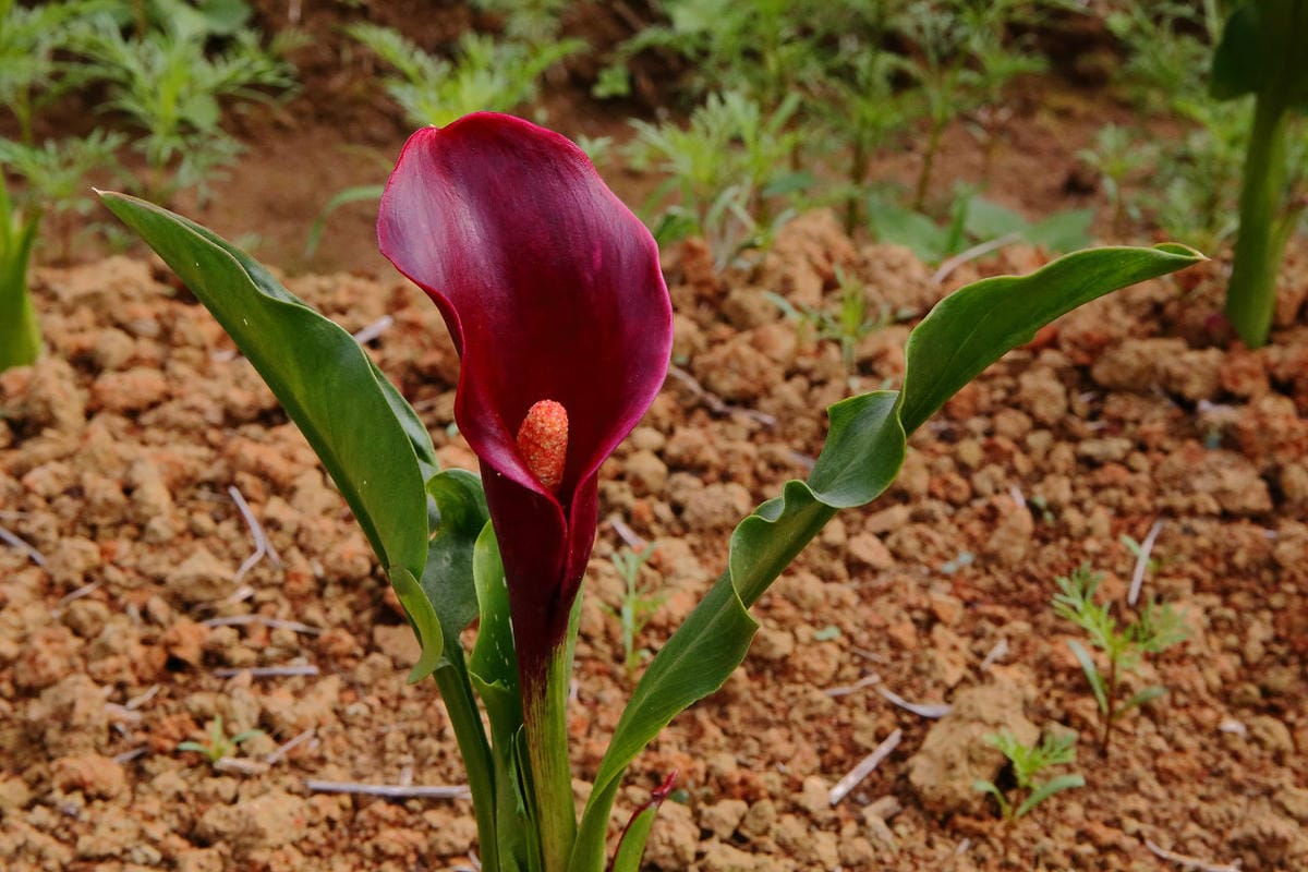 【遊。大園】桃園彩色海芋季、大園花彩節～不只有陽明山白色海芋，月底桃園『彩芋』即將開跑！走！到大園賞海芋去！