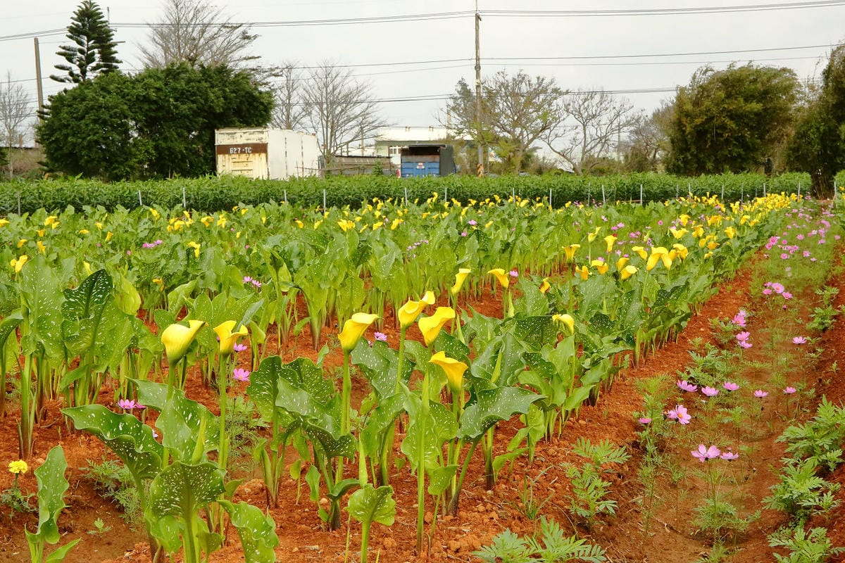 【遊。大園】桃園彩色海芋季、大園花彩節～不只有陽明山白色海芋，月底桃園『彩芋』即將開跑！走！到大園賞海芋去！