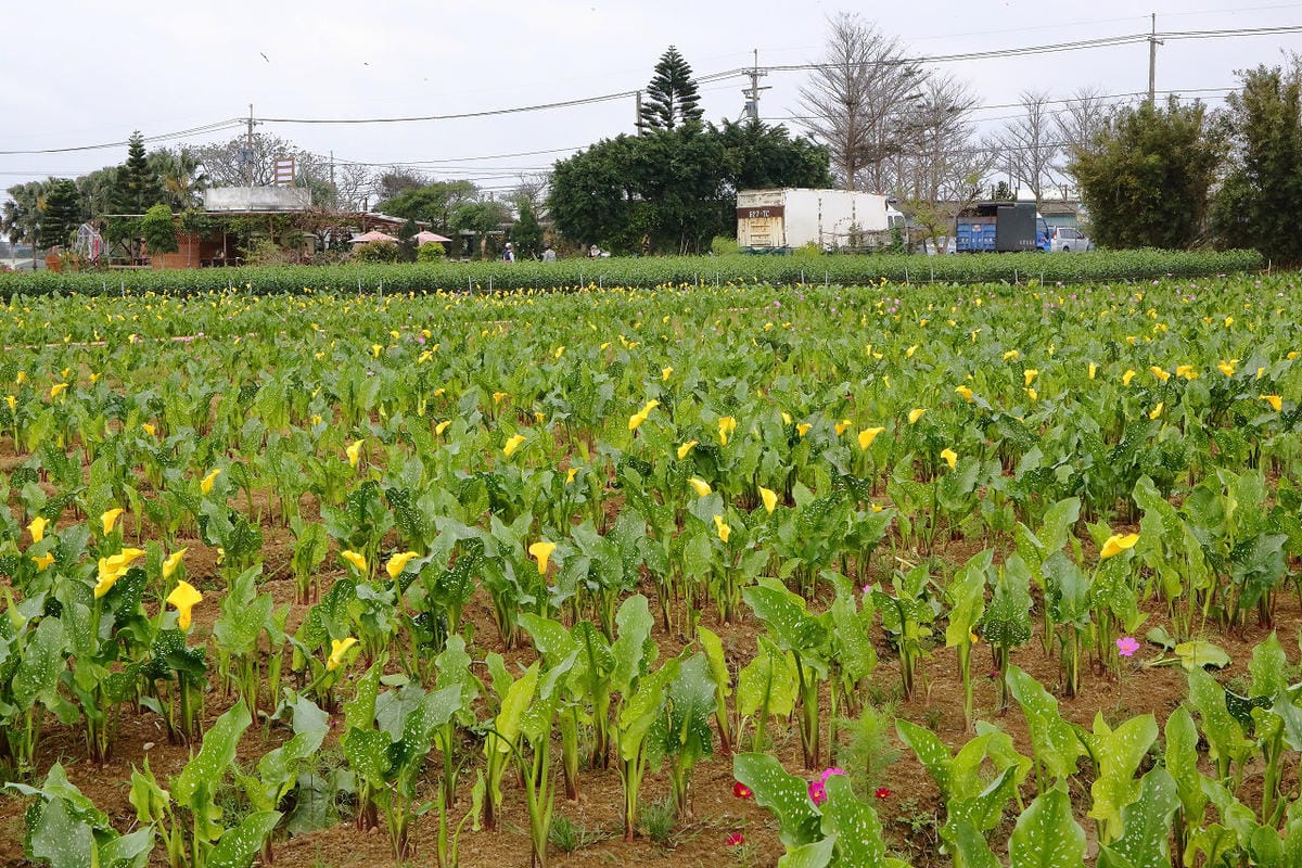 【遊。大園】桃園彩色海芋季、大園花彩節～不只有陽明山白色海芋，月底桃園『彩芋』即將開跑！走！到大園賞海芋去！