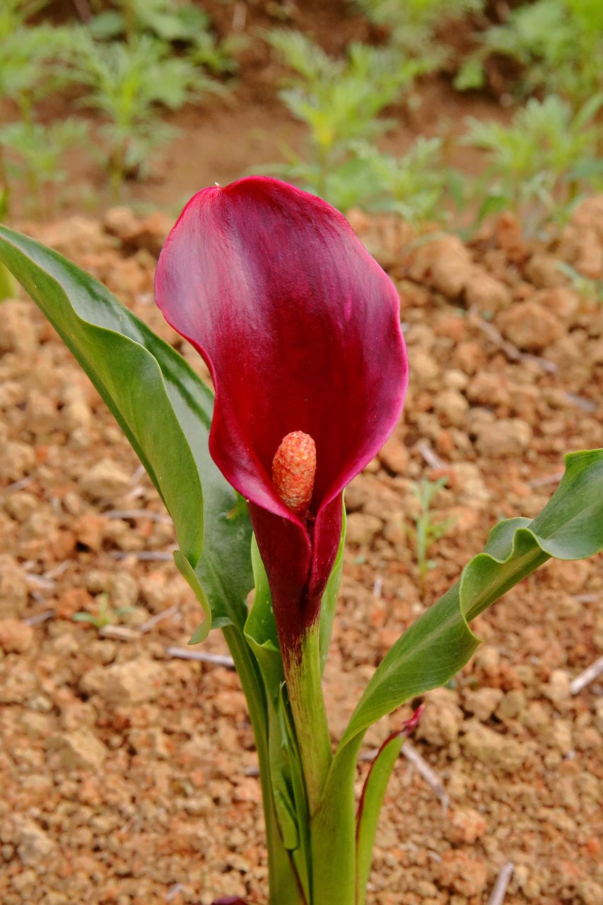 【遊。大園】桃園彩色海芋季、大園花彩節～不只有陽明山白色海芋，月底桃園『彩芋』即將開跑！走！到大園賞海芋去！