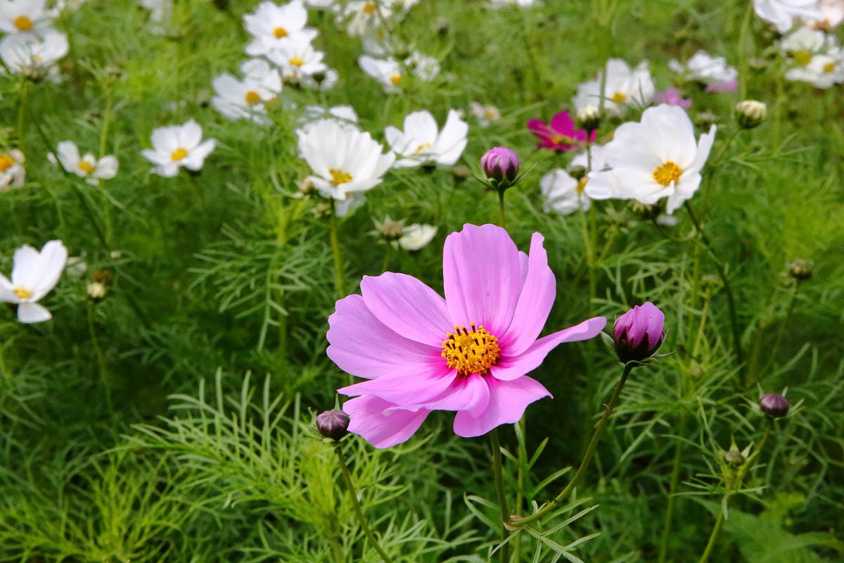 【遊。大園】桃園彩色海芋季、大園花彩節～不只有陽明山白色海芋，月底桃園『彩芋』即將開跑！走！到大園賞海芋去！
