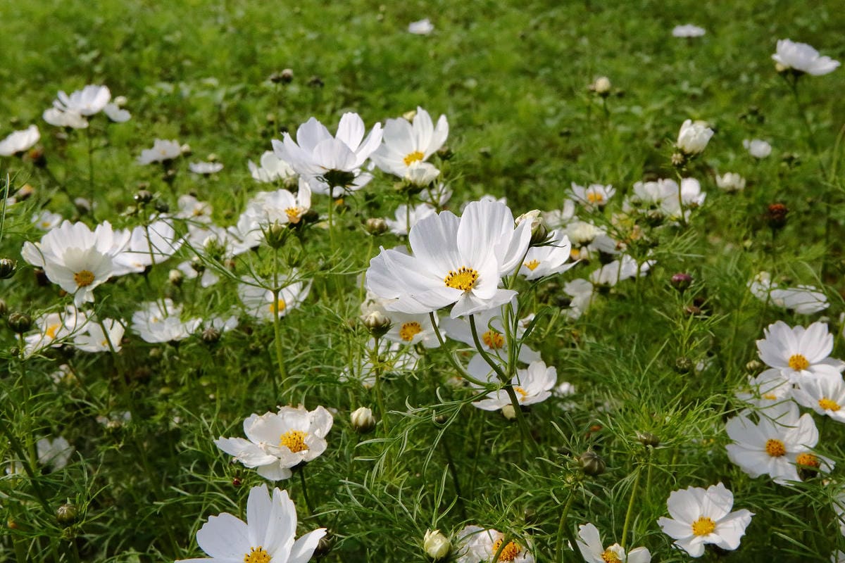 【遊。大園】桃園彩色海芋季、大園花彩節～不只有陽明山白色海芋，月底桃園『彩芋』即將開跑！走！到大園賞海芋去！