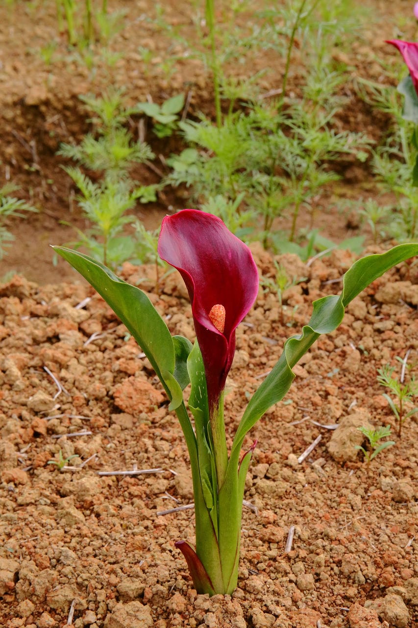 【遊。大園】桃園彩色海芋季、大園花彩節～不只有陽明山白色海芋，月底桃園『彩芋』即將開跑！走！到大園賞海芋去！