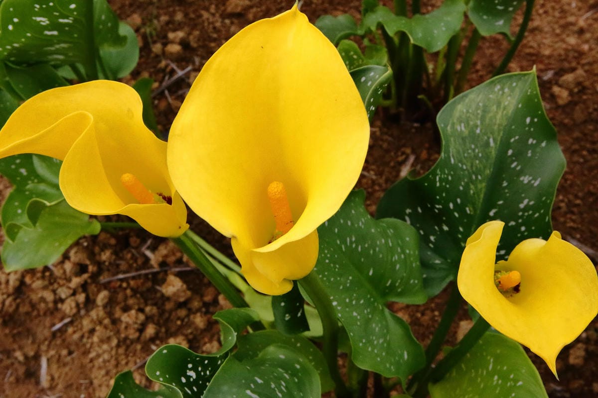 【遊。大園】桃園彩色海芋季、大園花彩節～不只有陽明山白色海芋，月底桃園『彩芋』即將開跑！走！到大園賞海芋去！