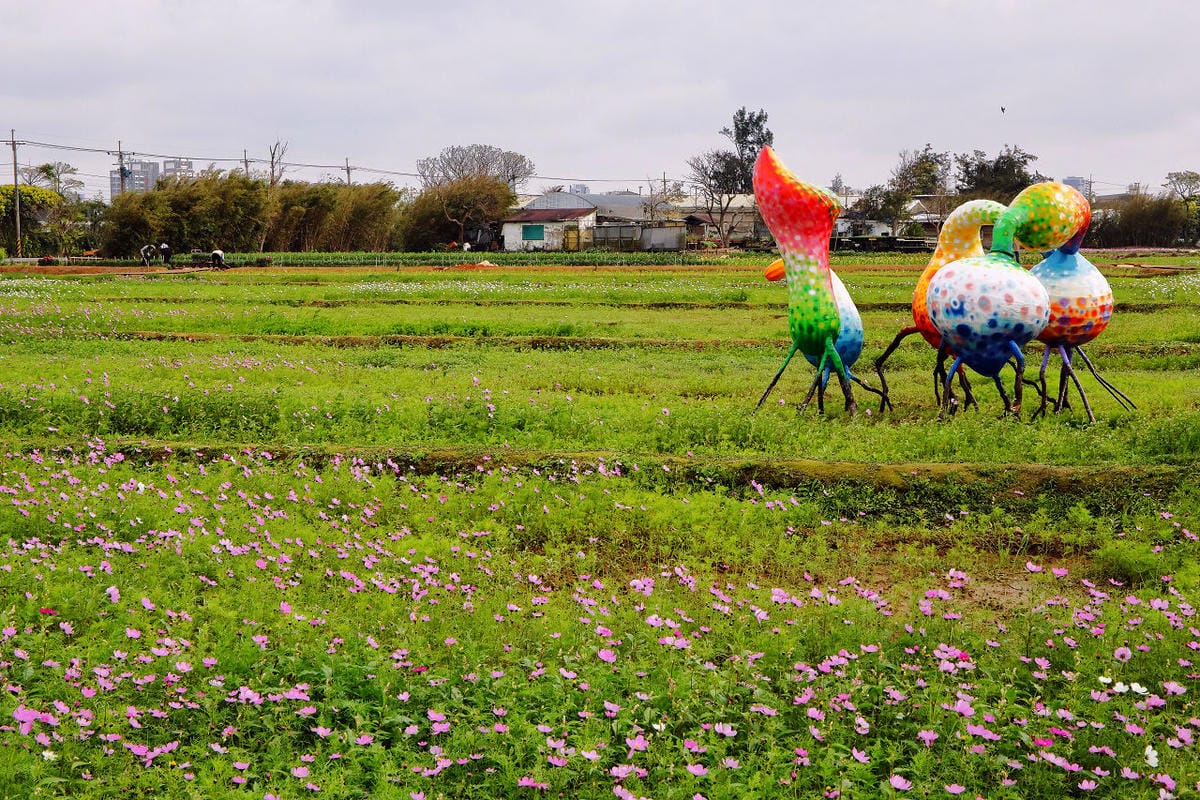 【遊。大園】桃園彩色海芋季、大園花彩節～不只有陽明山白色海芋，月底桃園『彩芋』即將開跑！走！到大園賞海芋去！