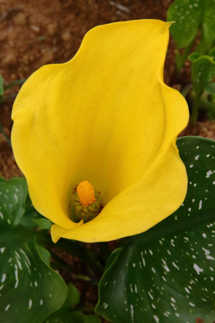 【遊。大園】桃園彩色海芋季、大園花彩節～不只有陽明山白色海芋，月底桃園『彩芋』即將開跑！走！到大園賞海芋去！
