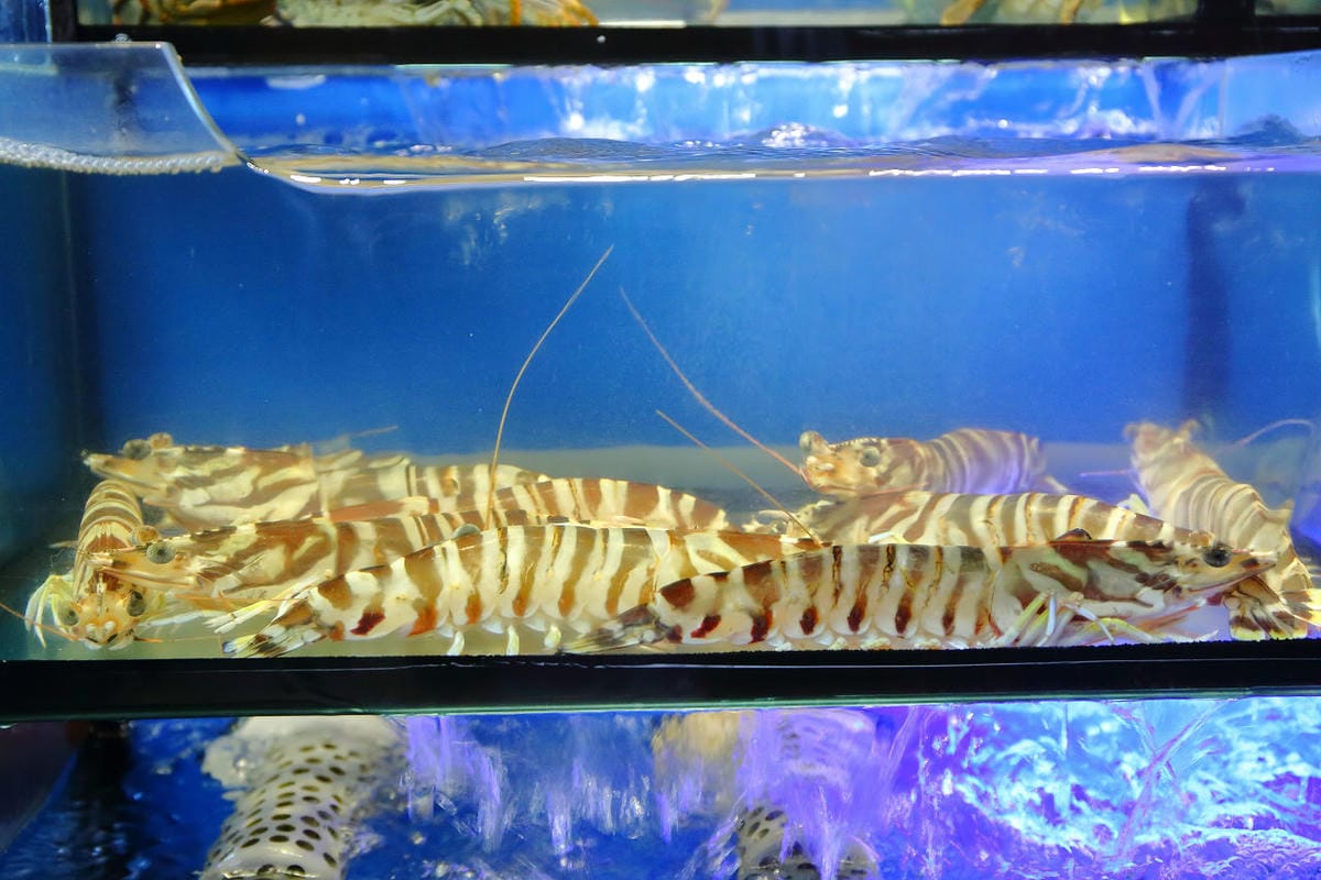 【食。林口】蒸霸王 蒸氣海鮮塔～現撈、呷原味，活海鮮蒸塔鮮甜上桌！