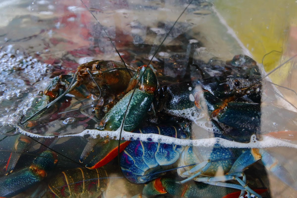 【食。中壢】釜山拉麵～地表最強無敵拉麵！霸氣龍蝦拉麵，94狂！傳說中比臉還大的豬肋排拉麵，每日限量沒吃到你會後悔…(已歇業)