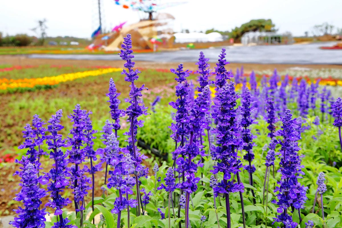 【遊。桃園】「2017桃園農業博覽會」在新屋～八大展區，跨界地景藝術創作！展覽也能這麼好玩，全攻略來啦！