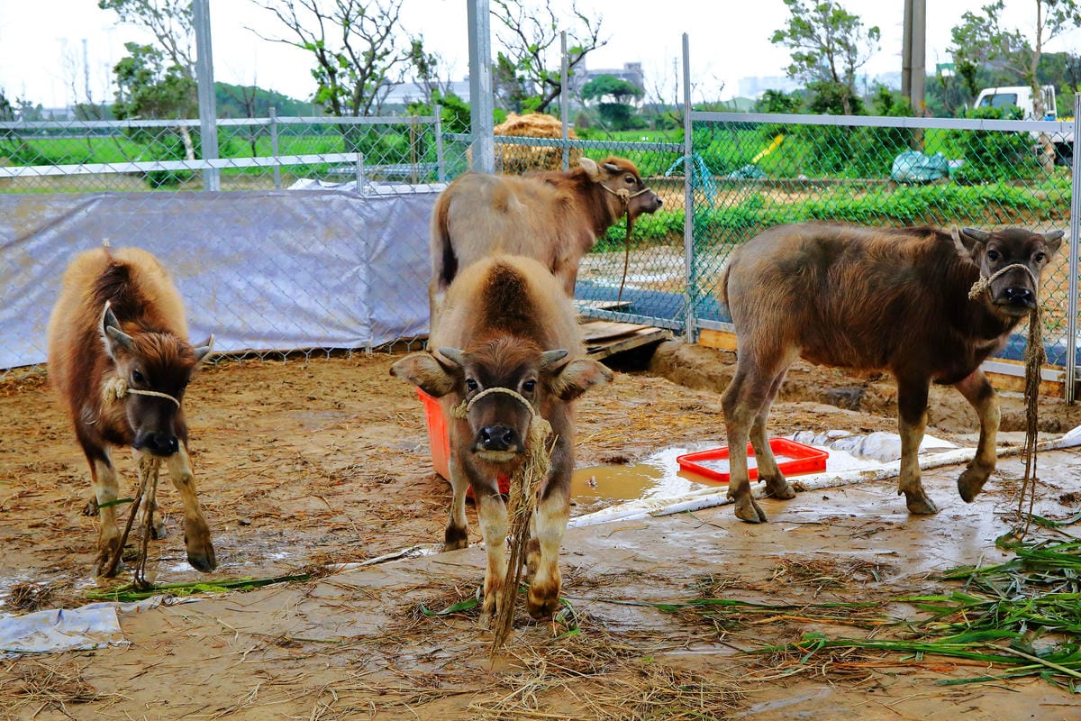 【遊。桃園】「2017桃園農業博覽會」在新屋～八大展區，跨界地景藝術創作！展覽也能這麼好玩，全攻略來啦！