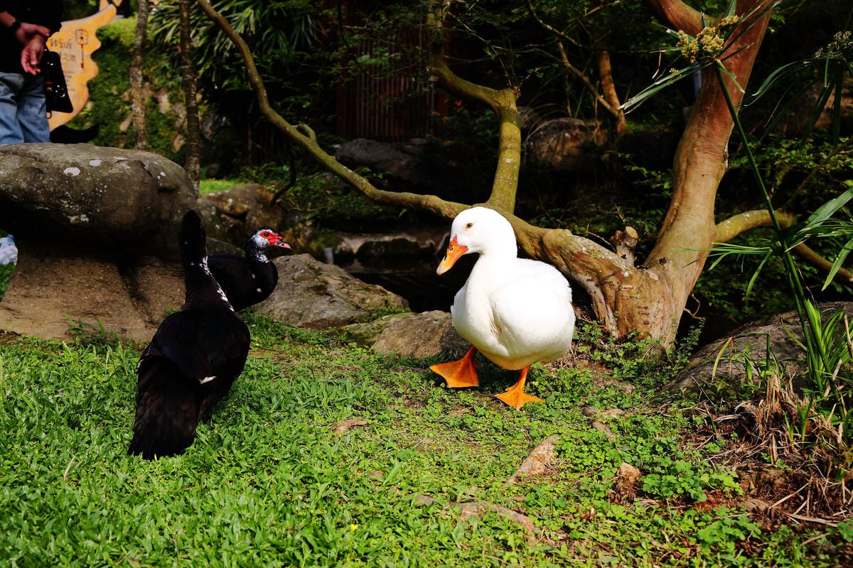 【食+遊。苗栗】漫步雲端森林廚房～三義景觀餐廳。森林X城堡浪漫秘境！『季節限定』與螢火蟲滿天共舞！（寵物友善餐廳）　
