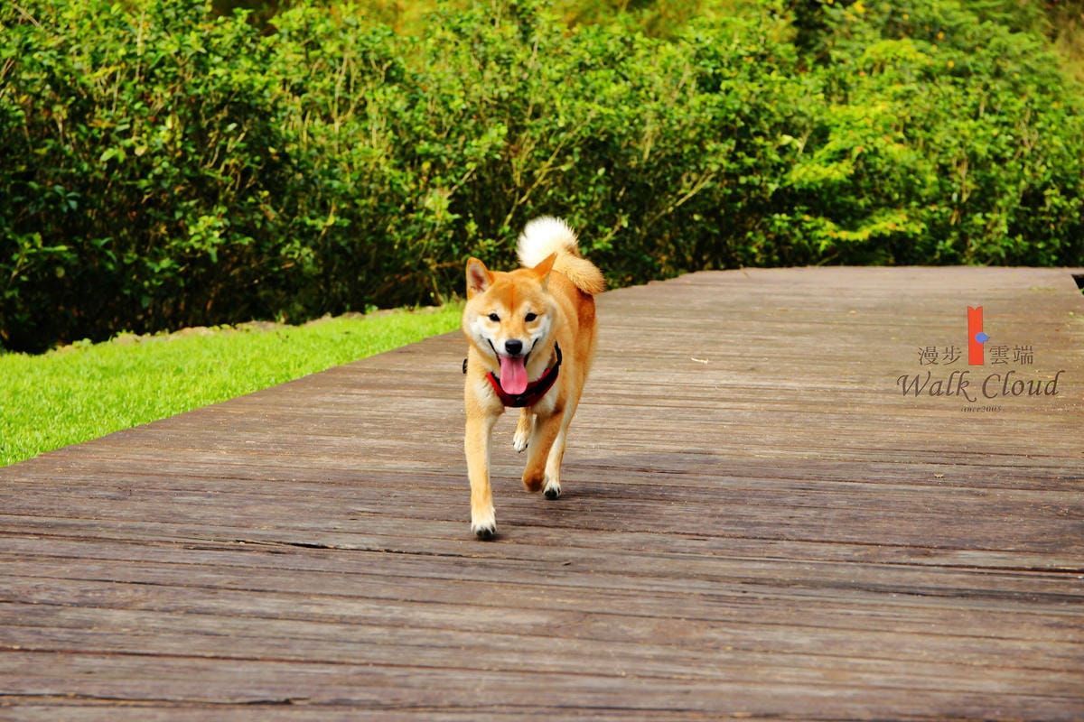 【食+遊。苗栗】漫步雲端森林廚房～三義景觀餐廳。森林X城堡浪漫秘境！『季節限定』與螢火蟲滿天共舞！（寵物友善餐廳）　
