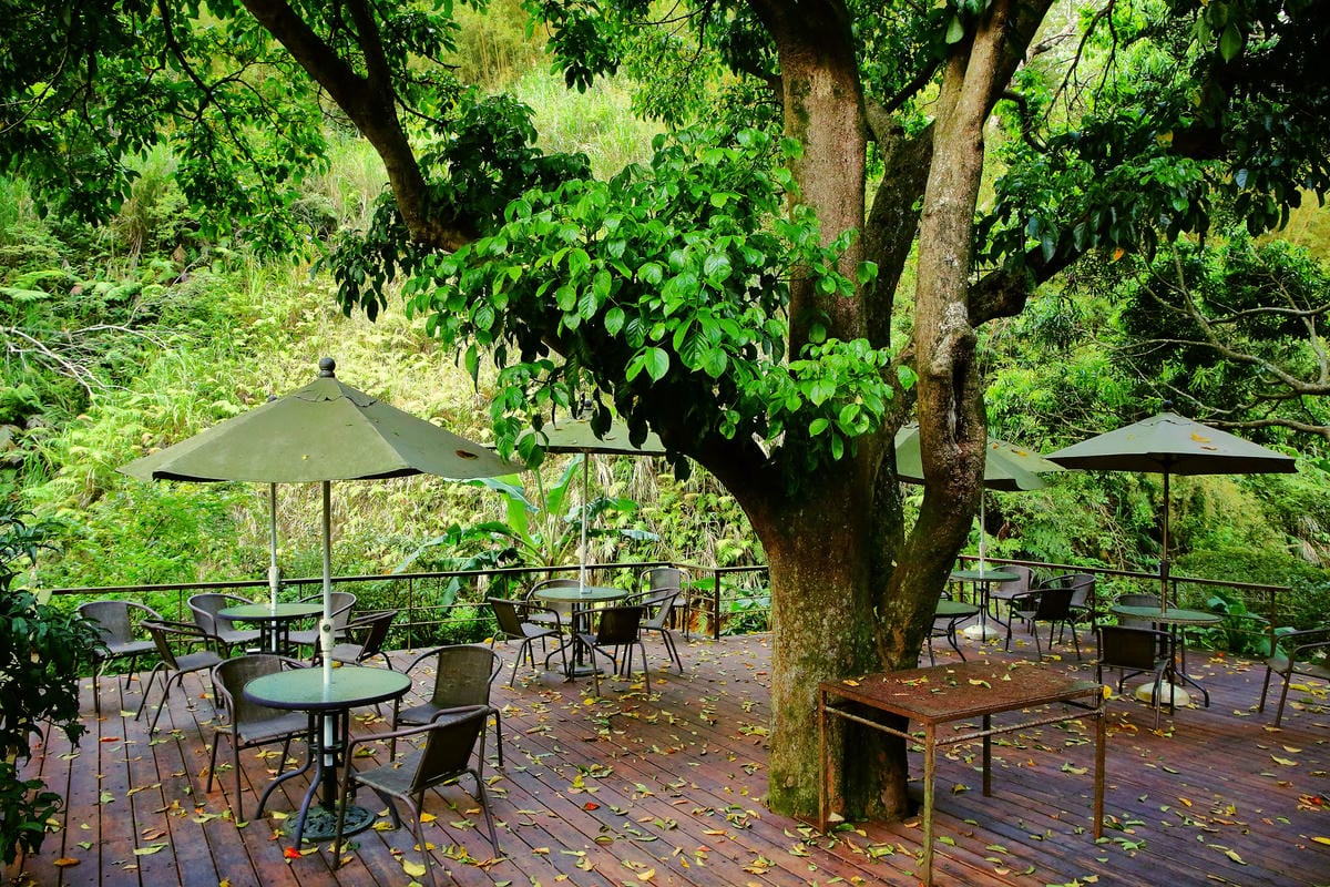 【食+遊。苗栗】漫步雲端森林廚房～三義景觀餐廳。森林X城堡浪漫秘境！『季節限定』與螢火蟲滿天共舞！（寵物友善餐廳）　