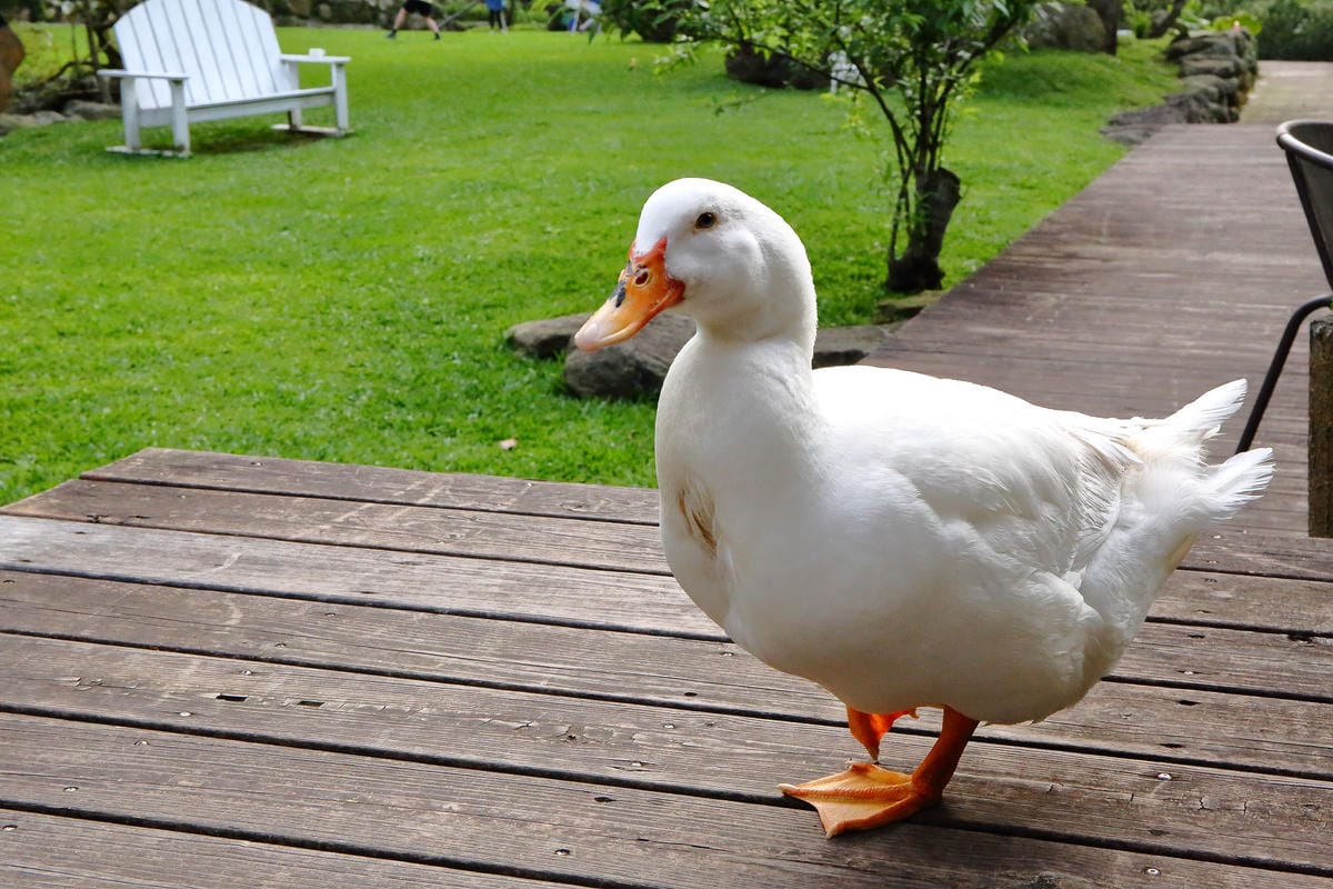 【食+遊。苗栗】漫步雲端森林廚房～三義景觀餐廳。森林X城堡浪漫秘境！『季節限定』與螢火蟲滿天共舞！（寵物友善餐廳）　