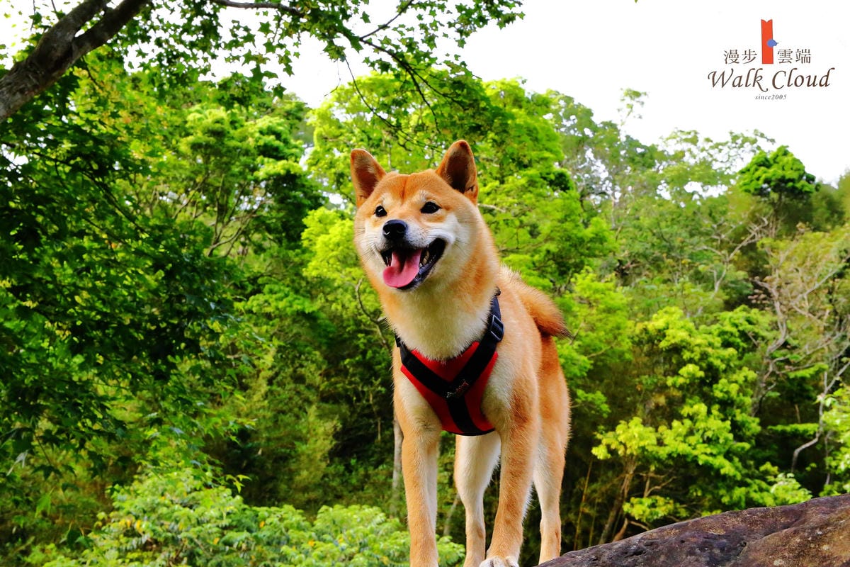 【食+遊。苗栗】漫步雲端森林廚房～三義景觀餐廳。森林X城堡浪漫秘境！『季節限定』與螢火蟲滿天共舞！（寵物友善餐廳）　