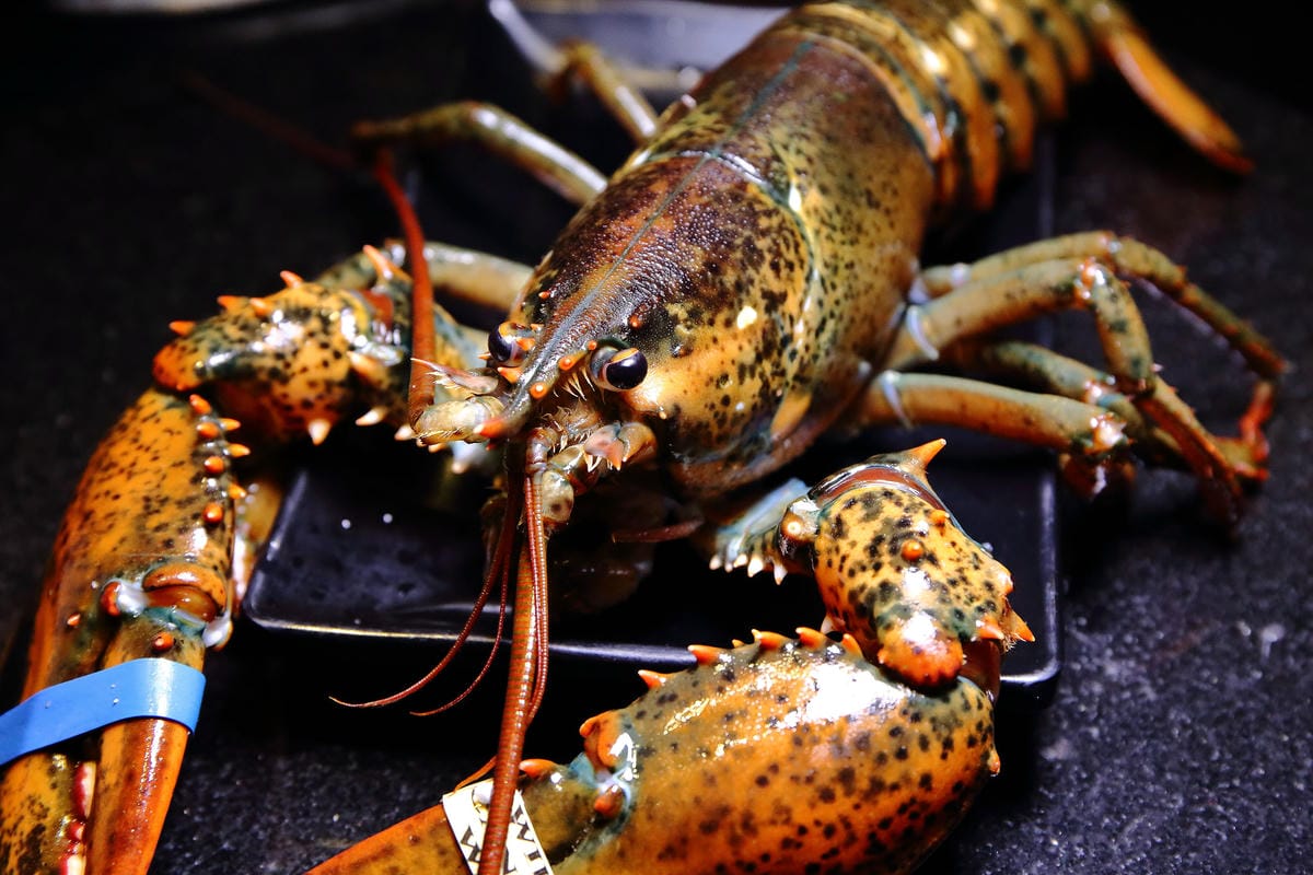 【食。內湖】帝一 帝王蟹海鮮/黑毛牛/伊比利豬 頂級燒烤吃到飽～烤肉也能很享受！頂級食材”小鮮肉”幫你烤！