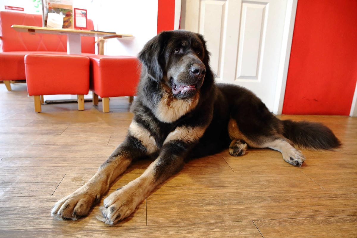 【食。永和】OZ HOTEL 澳滋客棧～美好親子寵物友善用餐環境。出發！帶毛小孩一起吃飯！(已歇業)