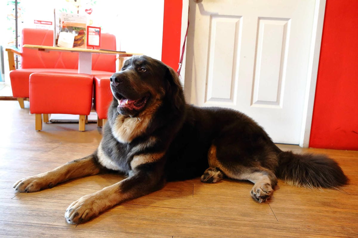 【食。永和】OZ HOTEL 澳滋客棧～美好親子寵物友善用餐環境。出發！帶毛小孩一起吃飯！(已歇業)