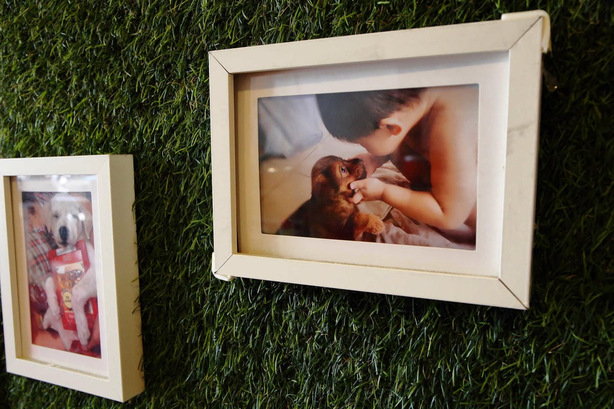 【食。永和】OZ HOTEL 澳滋客棧～美好親子寵物友善用餐環境。出發！帶毛小孩一起吃飯！(已歇業)