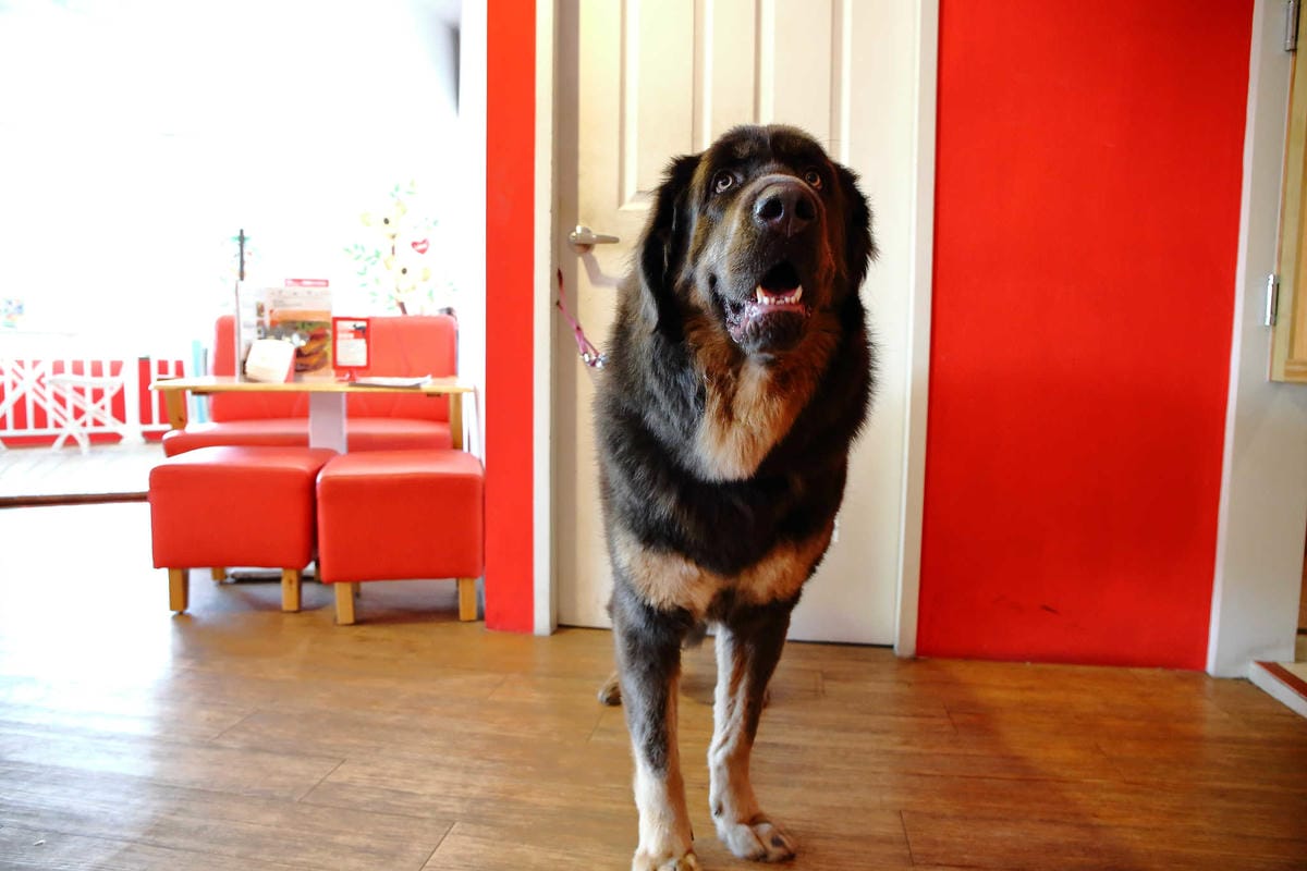 【食。永和】OZ HOTEL 澳滋客棧～美好親子寵物友善用餐環境。出發！帶毛小孩一起吃飯！(已歇業)