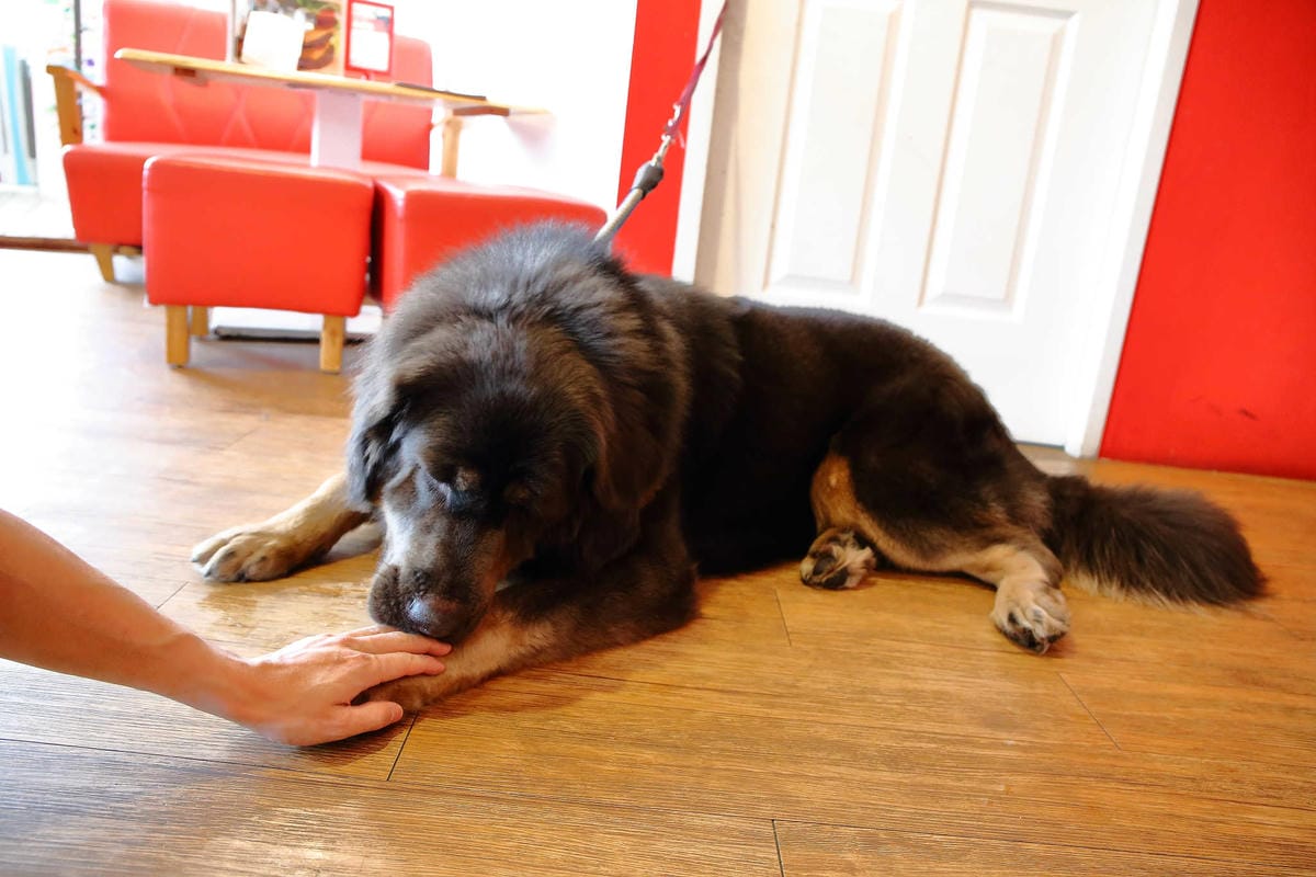 【食。永和】OZ HOTEL 澳滋客棧～美好親子寵物友善用餐環境。出發！帶毛小孩一起吃飯！(已歇業)