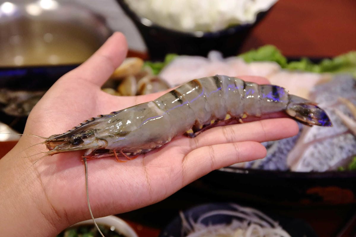 【食。蘆洲】田原鍋日式涮涮鍋～平價精緻火鍋首選！高檔肉品加新鮮海鮮超澎湃！