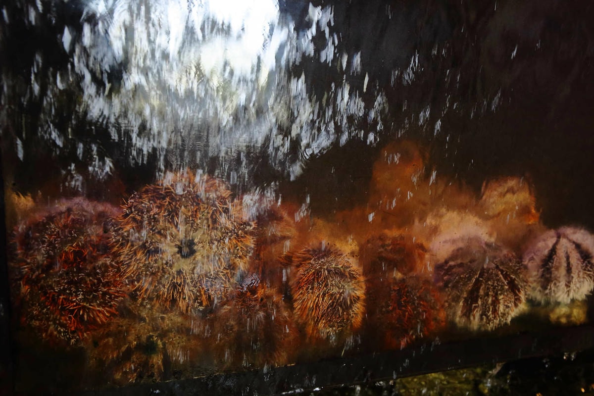 【食。觀音】季藝日本料理〜每日新鮮漁獲直送,CP值爆高好吃日本料理