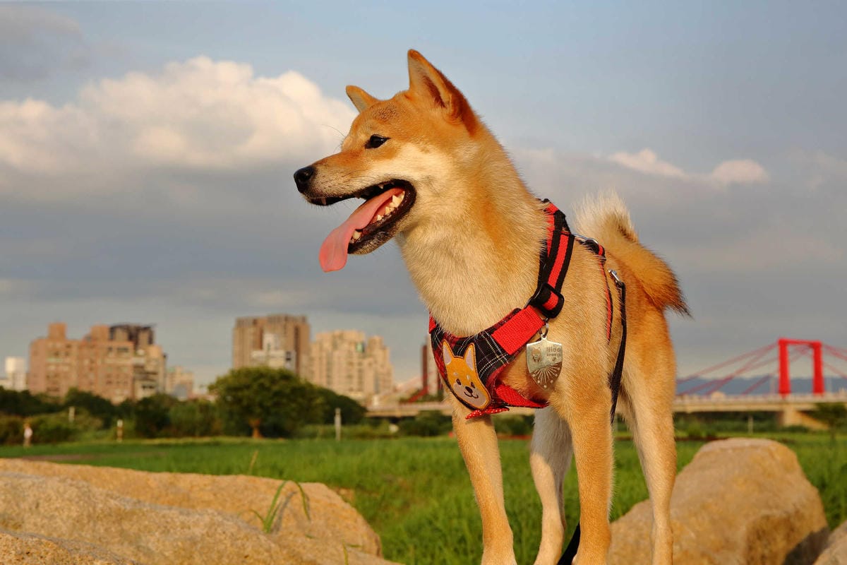 【遊。板橋】板橋新亮點！萬板橋下3D彩繪牆VS蝴蝶公園地景花海，地景藝術打卡必遊！