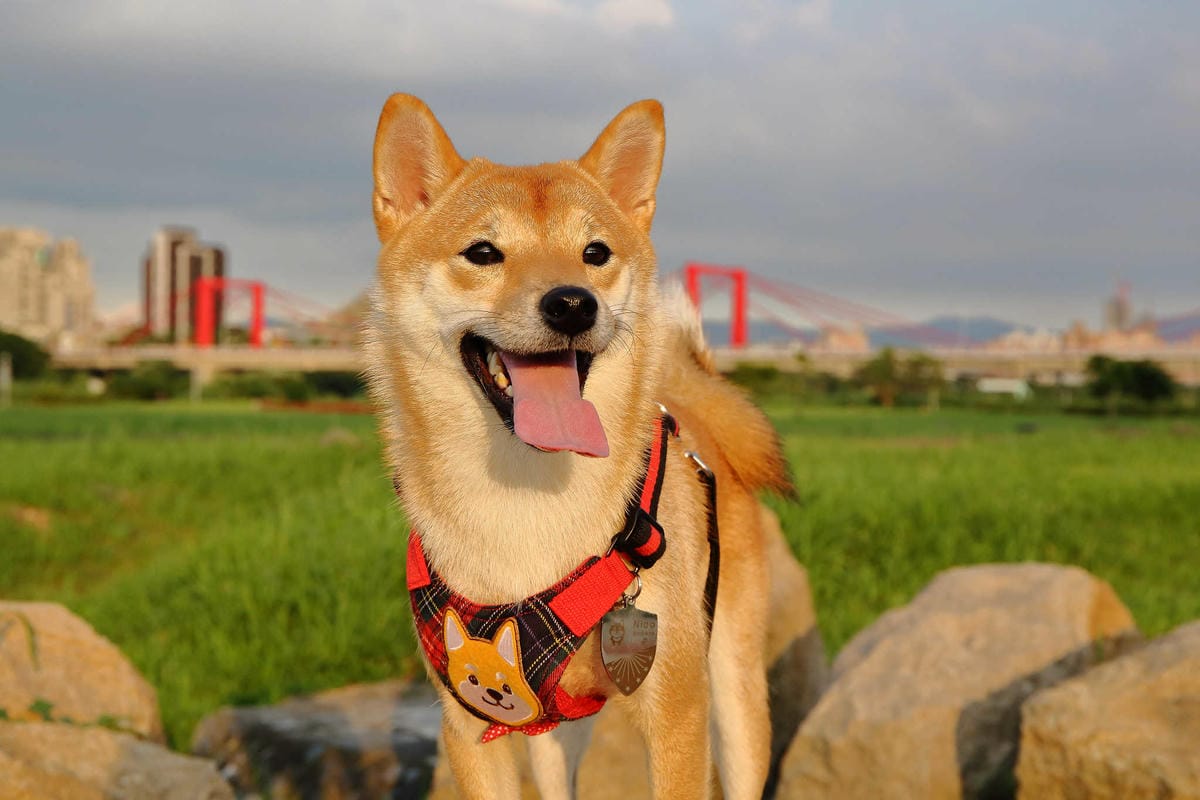 【遊。板橋】板橋新亮點！萬板橋下3D彩繪牆VS蝴蝶公園地景花海，地景藝術打卡必遊！