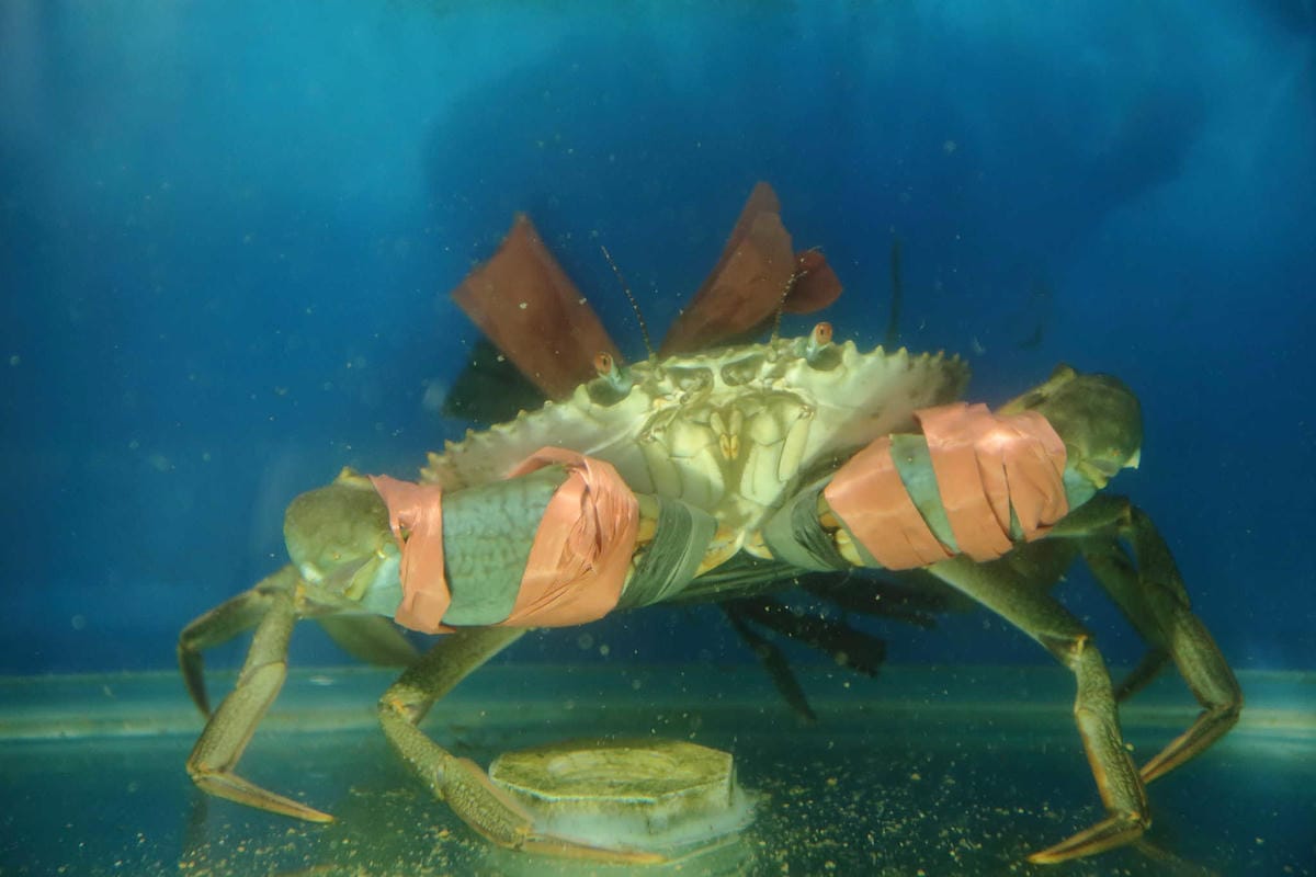 【食。新莊】湯正黑潮涮涮〜新莊火鍋。超新鮮龍蝦澎湃上桌，還有隱藏版「藍龍蝦」！