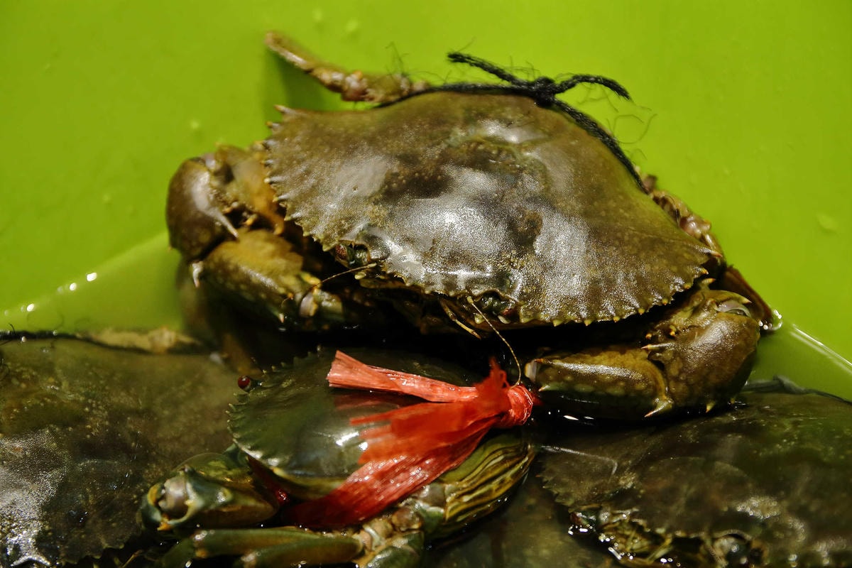 【食。板橋】蒸天下蒸氣火鍋〜夠『青』才敢大聲!「蒸」的料理,品嘗其最原始的美味!