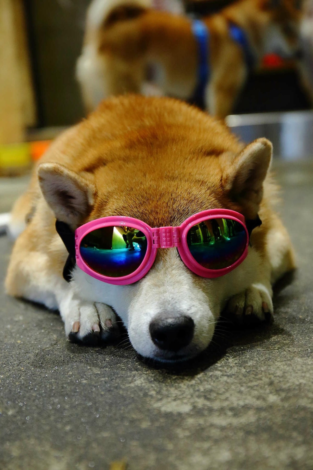 【寵物】群寶生活寵物保健食品〜寵物肉鬆益茵寶&毛膚樂,健康又美味簡單好上手,毛小子的最愛!