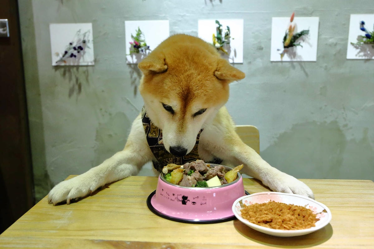 【寵物】群寶生活寵物保健食品〜寵物肉鬆益茵寶&毛膚樂,健康又美味簡單好上手,毛小子的最愛!