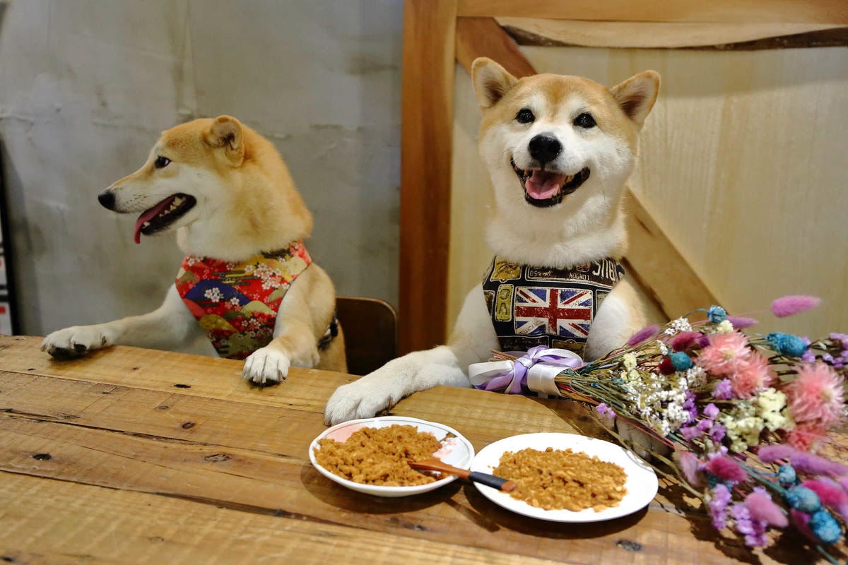 【寵物】群寶生活寵物保健食品〜寵物肉鬆益茵寶&毛膚樂,健康又美味簡單好上手,毛小子的最愛!