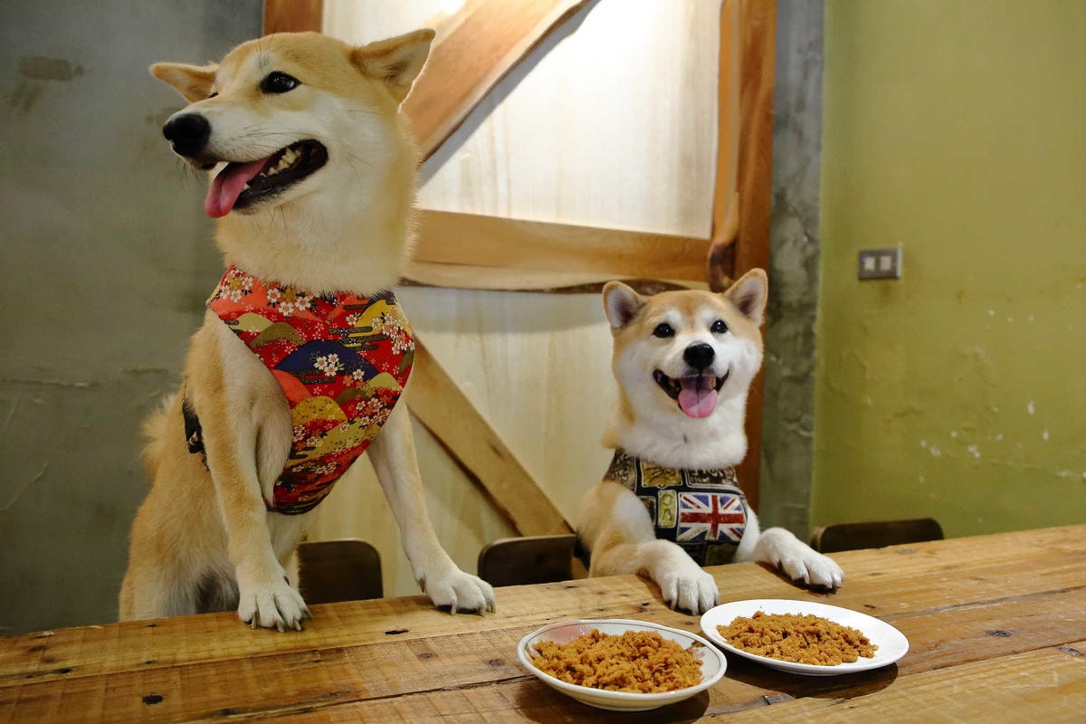 【寵物】群寶生活寵物保健食品〜寵物肉鬆益茵寶&毛膚樂,健康又美味簡單好上手,毛小子的最愛!