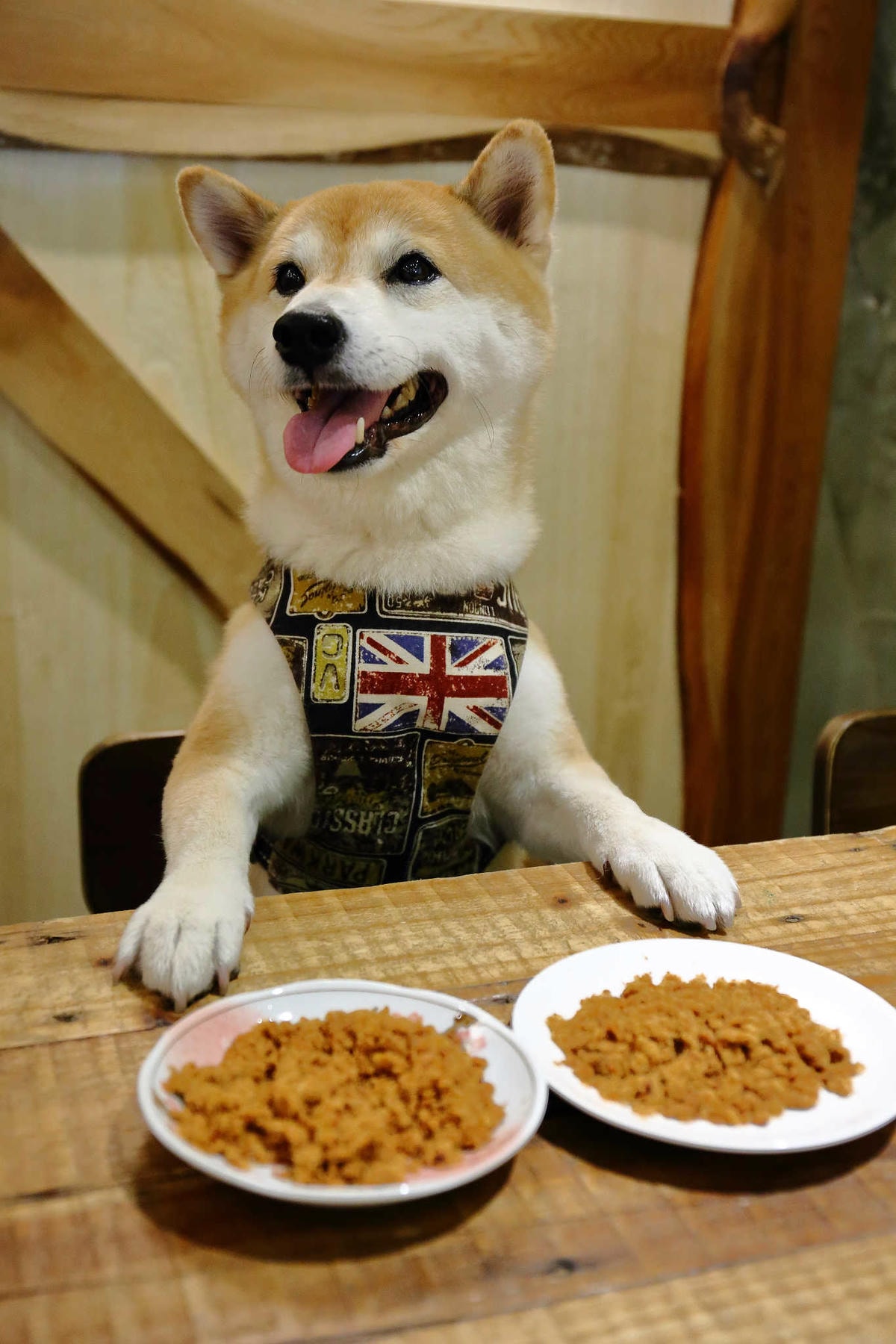 【寵物】群寶生活寵物保健食品〜寵物肉鬆益茵寶&毛膚樂,健康又美味簡單好上手,毛小子的最愛!
