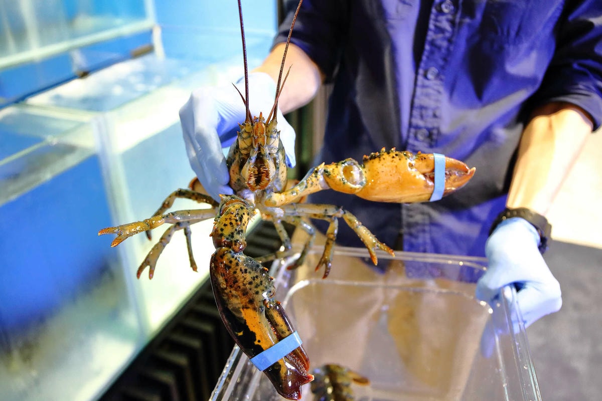 【食。台北】藍寶寶麻辣火鍋〜人氣麻辣火鍋店來襲!麻。油。鮮。香,口水爆表!