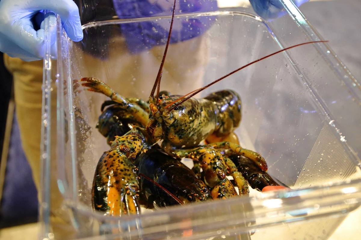 【食。台北】藍寶寶麻辣火鍋〜人氣麻辣火鍋店來襲!麻。油。鮮。香,口水爆表!