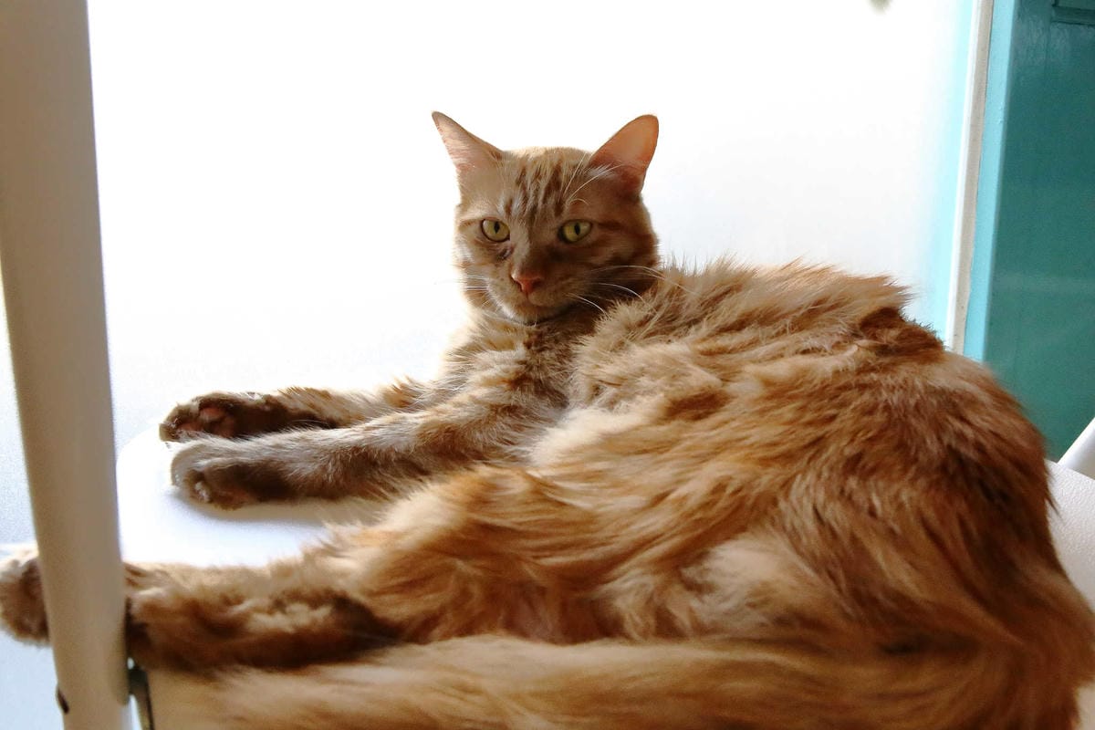 【食。台北】日安 Ciao〜古亭/早午餐帕尼尼。起司瀑布的邪惡美食！