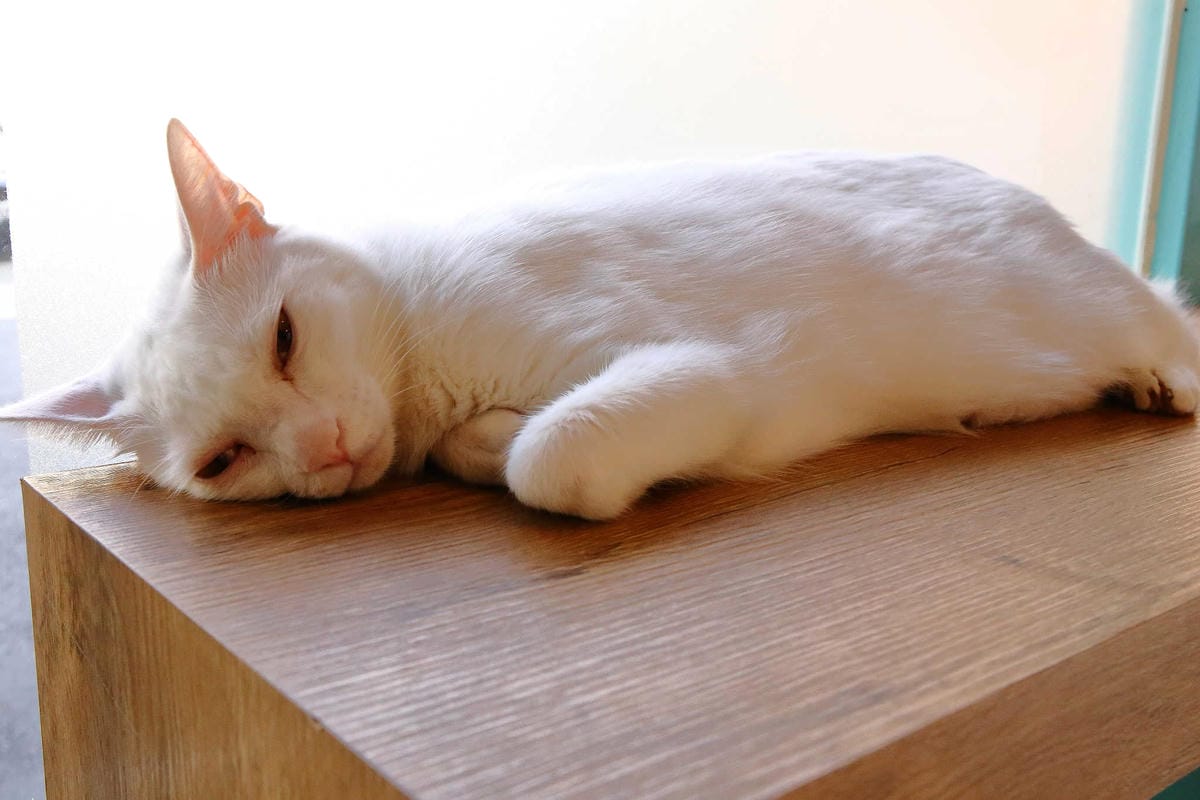 【食。台北】日安 Ciao〜古亭/早午餐帕尼尼。起司瀑布的邪惡美食！